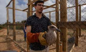 [FOTOS] 27 aves fueron liberadas en el Humedal de Concón