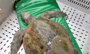 [FOTOS] Tortuga gigante es rescatada desde playa de Quintero